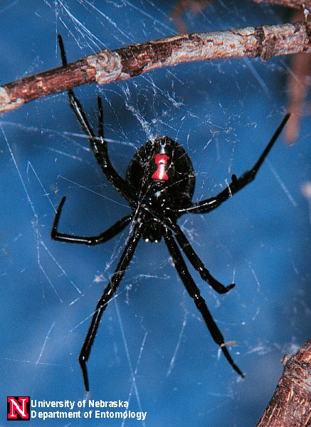 Western Black Widow