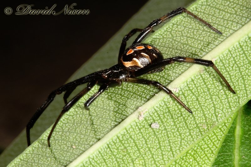 Western Black Widow